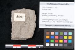 Foto (Objekt + Etikett) von Plantae indet.  (NHMW-GEO-2024-0188-6697)